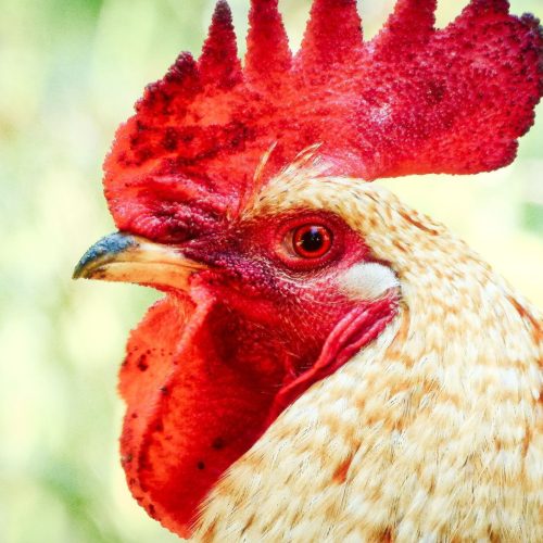 gallo d1classe